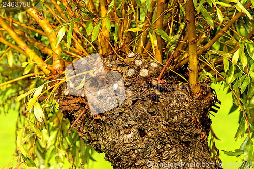 Image of pollarded willow