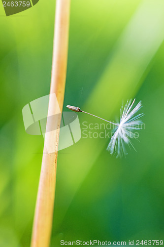 Image of flying seeds