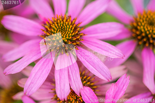 Image of cone flower, Echinacea purpurea