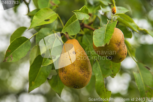 Image of blossom of a pear tree