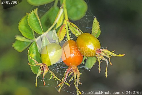 Image of rose hips