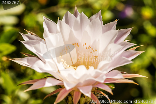 Image of macro of a cactus bloom