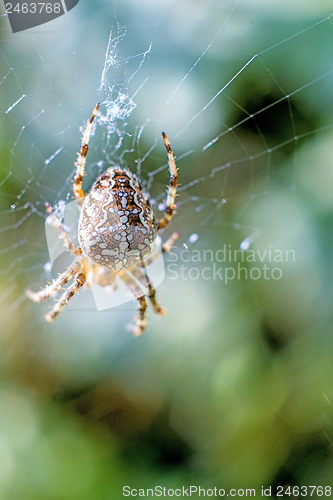 Image of garden spider, Araneus diadematus