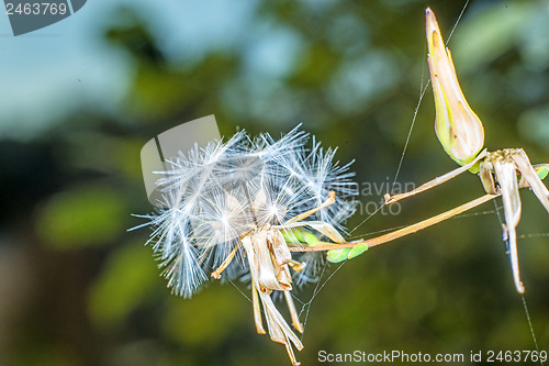 Image of seeds of a lettuce