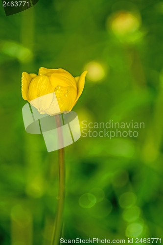 Image of Globe-flower, Trollus europaeus