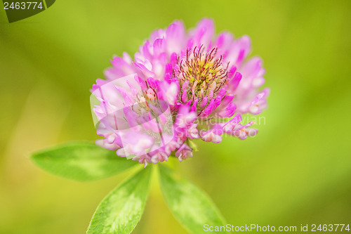 Image of Red clover, medicinal plant,Trifolium pratense