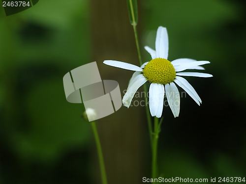 Image of daisy flower