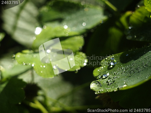Image of droplets bokeh