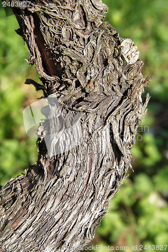 Image of grapevine trunk