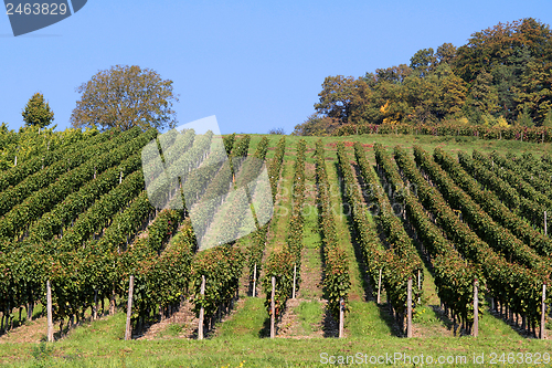 Image of vineyard detail