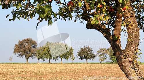 Image of vespertine agriculture scenery