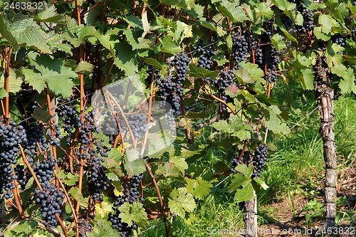 Image of vineyard detail