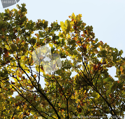 Image of tree detail with autumn foliage