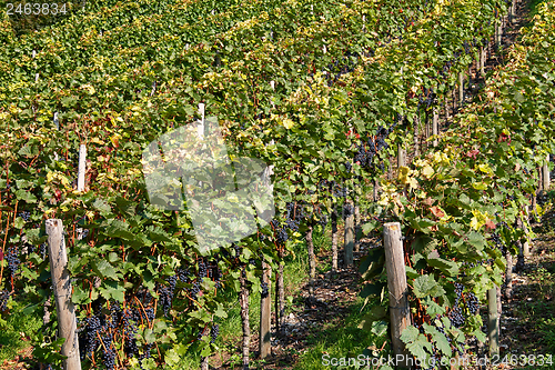 Image of vineyard detail