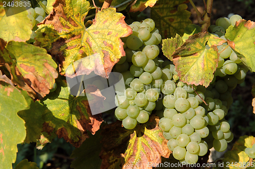 Image of bunches of grapes