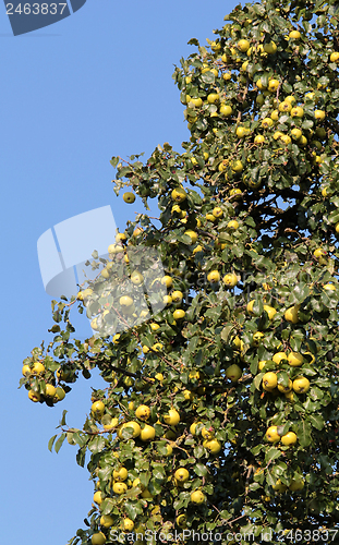 Image of apple tree