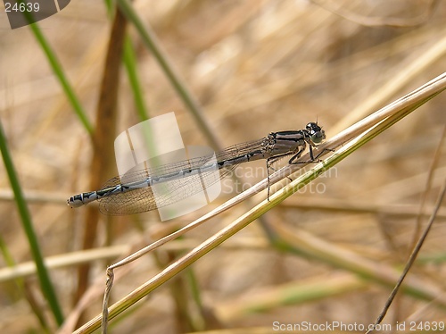 Image of Damselfly 4