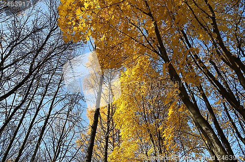 Image of Beautiful yellow autumn trees and blue sky