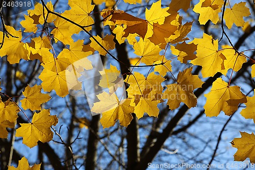 Image of Branch of autumn maple