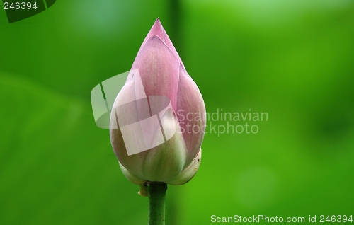 Image of Lotus