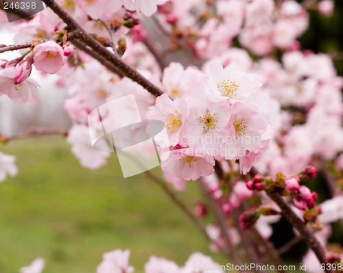 Image of Spring Flowers