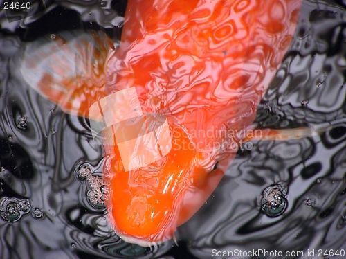 Image of Koi