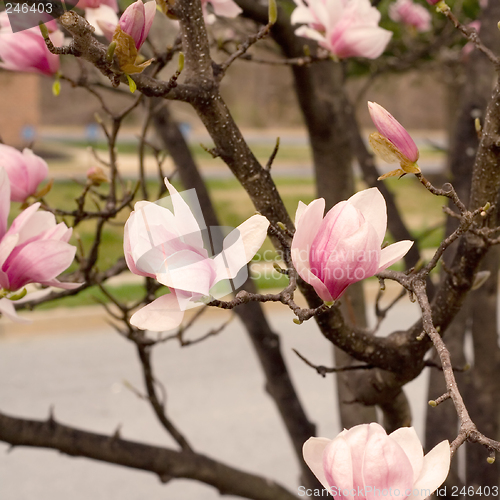 Image of Japanese Magnolia