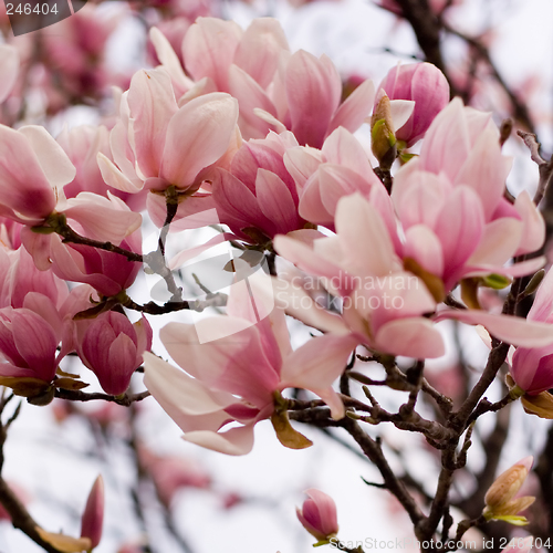 Image of Japanese Magnolia