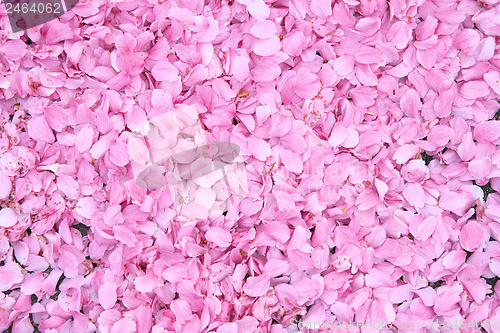 Image of Cherry blossom background
