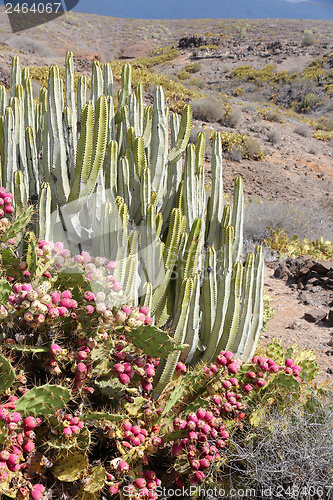 Image of Tenerife flora