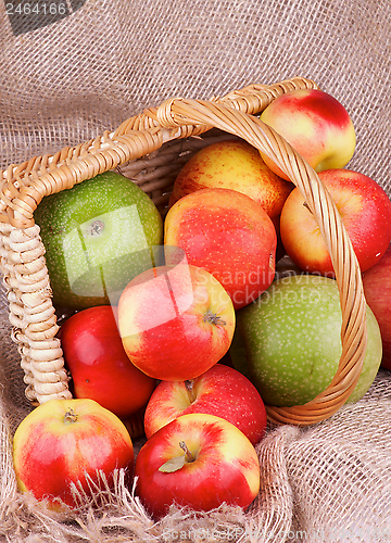 Image of Autumn Apples