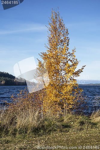 Image of Autumn Tree