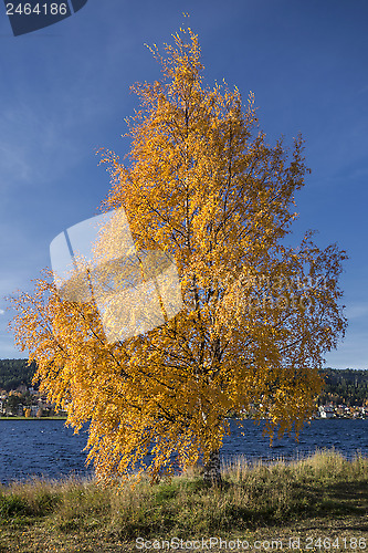 Image of Autumn Tree