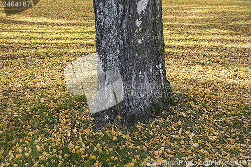 Image of Autumn leaves