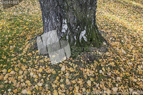 Image of Autumn leaves