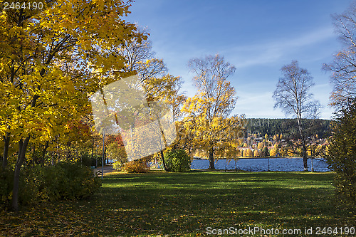 Image of  colorful autumn trees 
