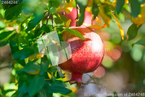 Image of ripe pomegranate