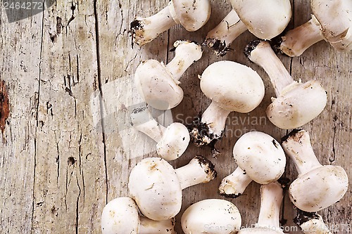 Image of  fresh champignons