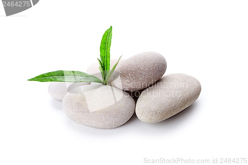 Image of heap of stones and green leaves 