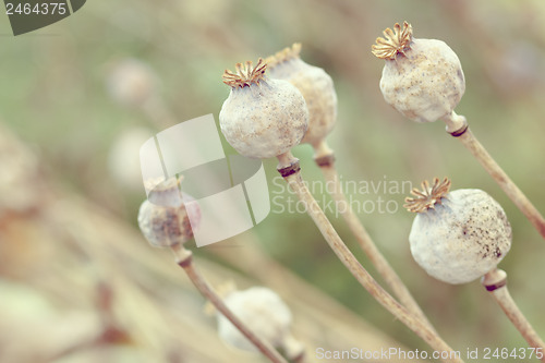 Image of Detail of tree poppyheads on the field 