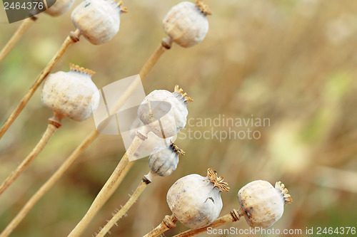 Image of Detail of tree poppyheads on the field 