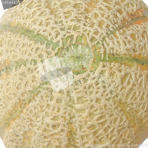 Image of Melon picture