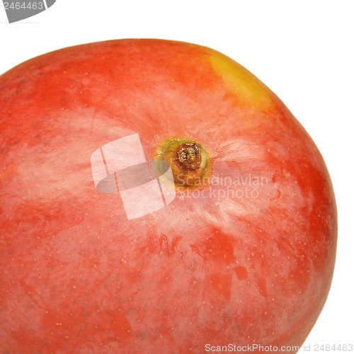 Image of Mango fruit