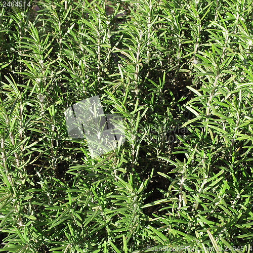 Image of Rosemary