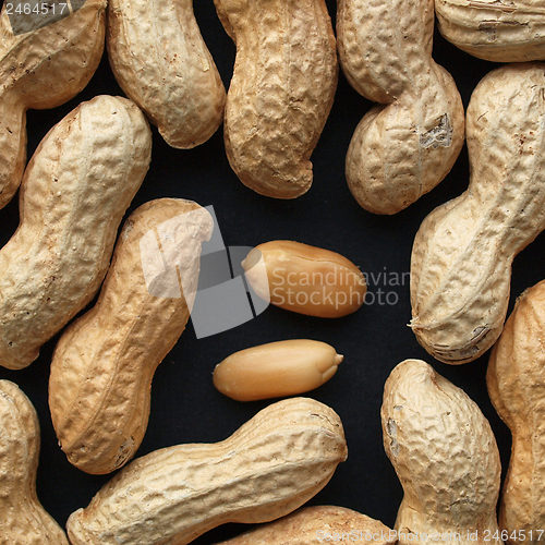 Image of Peanut picture