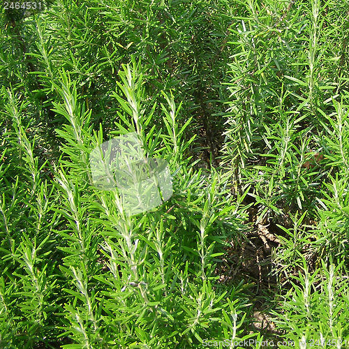 Image of Rosemary
