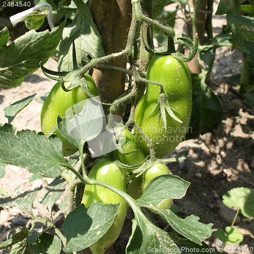 Image of Tomato plants