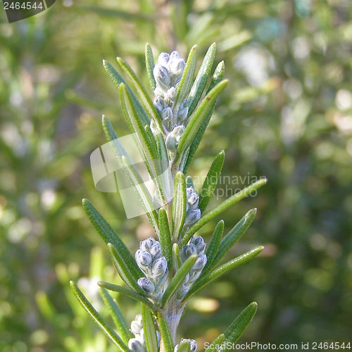 Image of Rosemary
