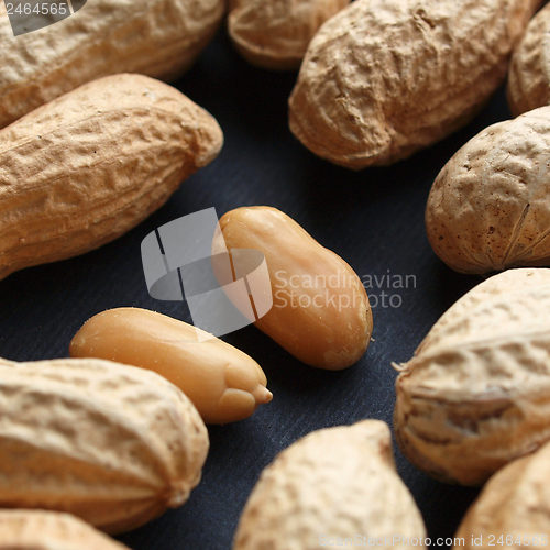 Image of Peanut picture