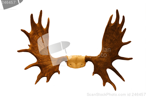Image of horns of moose